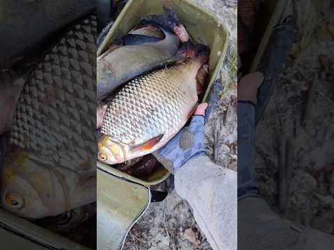 Плотва ГІГАНТ на Дніпрі #fishing #рибалка #плотва