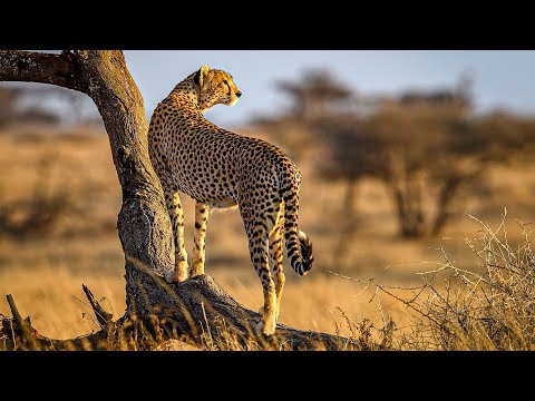 The Majestic World of Big Cats | Our World