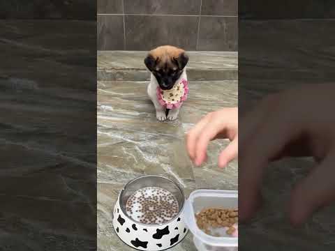 Puppy excitement for food @globalpetsclinic