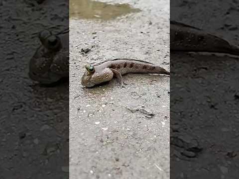 Segredos de animais que ninguem nunca te contou! #curiosidades #animalselvagem #natureza