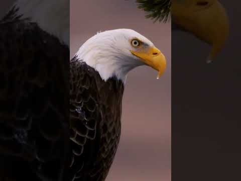 Bald Eagle #Yellowstone #freedom #merica #usa