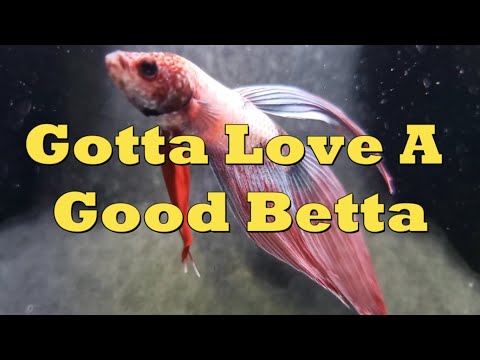 Who Doesn't LOVE a Good Betta Fish 