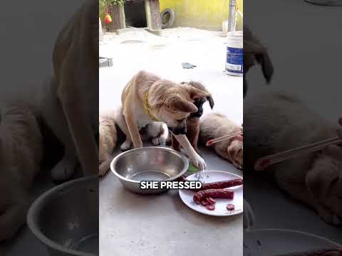 Smart mother dog teaches her puppy proper eating manners ๐