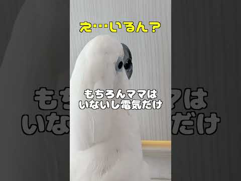 オウムは人の気配を周辺情報で判断しているらしい #shorts
