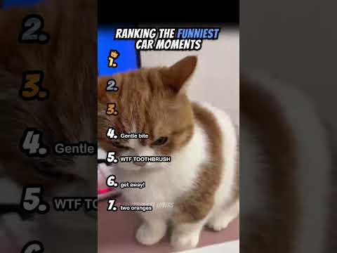 Ranking Funniest Cat Moments Part 7 #shorts #catshort #catrank #ranking