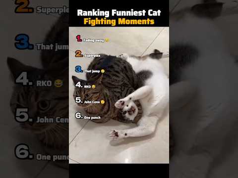 Ranking Funniest Cat Fighting Moments