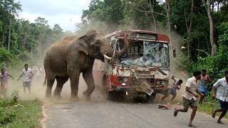 20 Most Terrifying Wild Elephant Encounters Caught on Camera | Blondi Foks