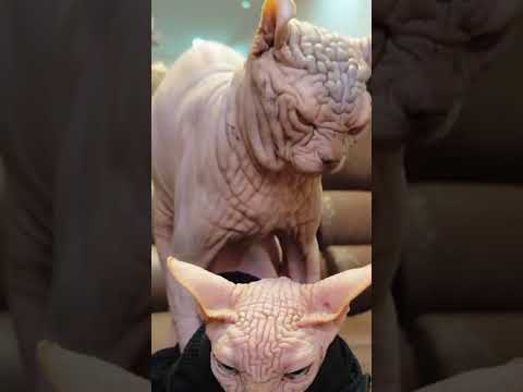 check the breed of cats that i have in my house#youtubeshort#youtubereel