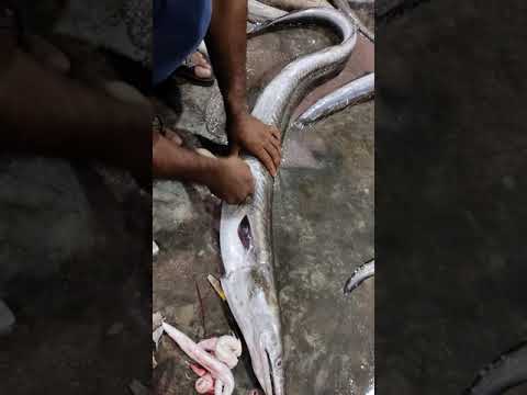 big Eel fish cutting shorts video ???????? | sea fish official