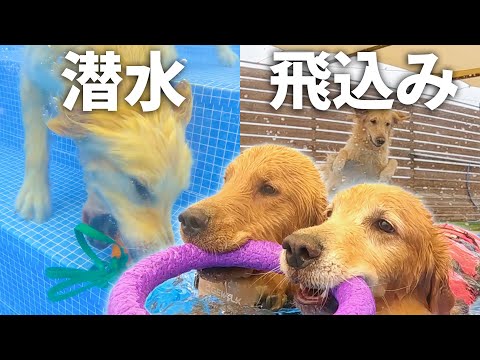 初プールの甥っ子に飛込みと潜水を叩きこむ愛犬がスパルタすぎるww
