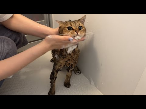 感情を無にしてひたすら洗浄される猫　(ノーカット版)