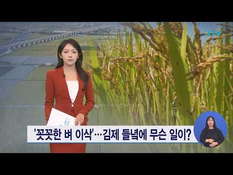 '꼿꼿한 <strong>벼</strong> 이삭'⋯김제 들녘에 무슨 일이?