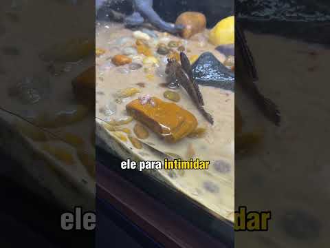 Mudskipper