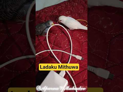 Ladaku Mithuwa 🥱 | #birds #birdslovers #birdlife #lovebirds #trending #viral #youtubeshorts #shorts
