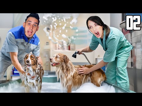 YA TENEMOS SALA DE LAVADO Y LE DAMOS EL PRIMER BAÑO A UN PERRITO !  Animal Shelter Simulator Cap 2