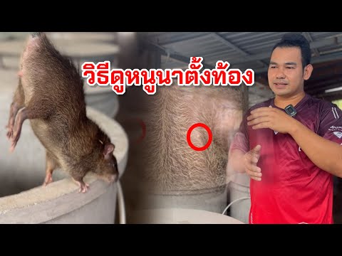 วิธีดูหนูตั้งท้อง หนูพุกใหญ่ หนูนา