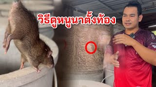 วิธีดูหนูตั้งท้อง หนูพุกใหญ่ หนูนา