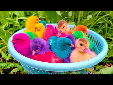 Tangkap Ayam Lucu, Ayam Warna Warni, Ayam Rainbow Gokil, Kelinci Lucu,Bebek,Ikan Koi,Hewan Lucu 🐥🦆🐇🐟