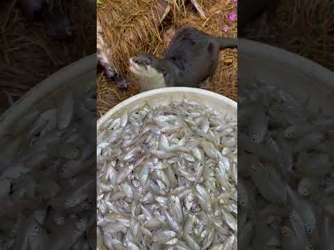 How To Train Rescued Baby Smooth-Coated Otters To Eat Fish