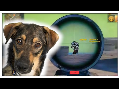 I TAUGHT MY DOG TO PLAY CALL OF DUTY #shorts