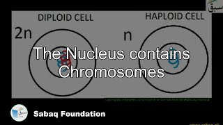 The Nucleus contains Chromosomes