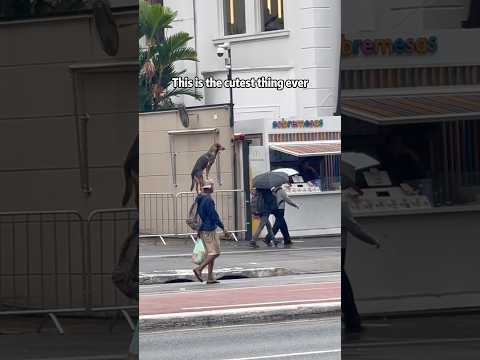 This dog made my whole day 🥺#dog #dogs #love #foryou #fyp