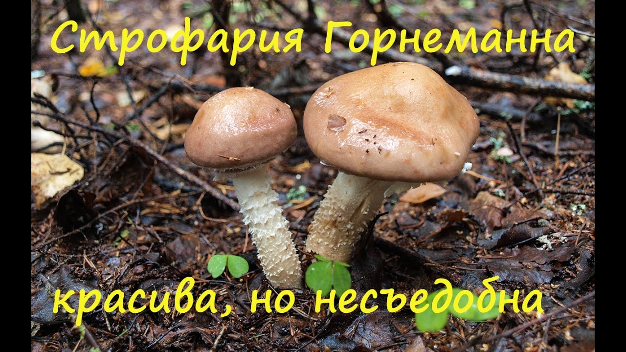Красива, но несъедобна. Строфария Хорнеманна - Stropharia Hornemannii