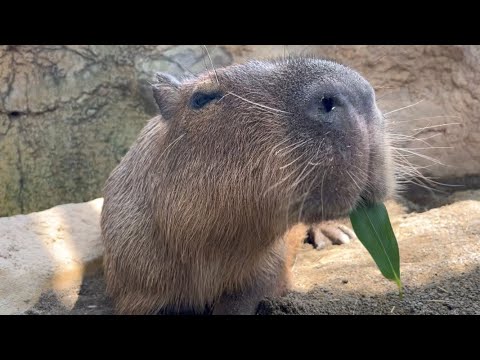 眠たいけど食べたいカピバラ【Capy therapy: giving bamboo leaves to sleepy capybara】