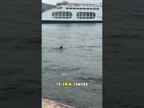 Would You Jump Into Winter Waves For This 🌊  #AnimalRescue #Heroic #Rescue