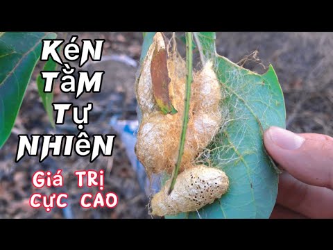 Giới nhà giàu đang săn tìm loại kén tằm tự nhiên giá cực kỳ cao này không biết làm cái giống gì