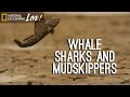 Arabian Marine Ecosystems and Conservation