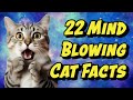 Fascinating Facts About Cats