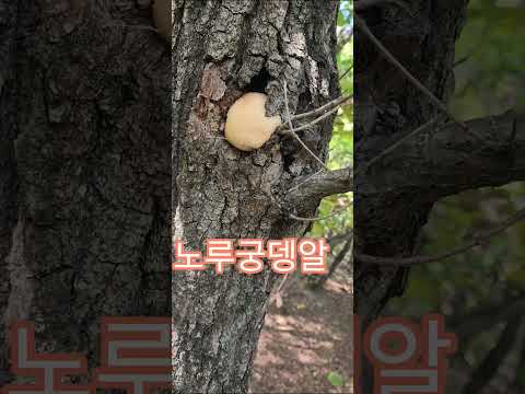 노루궁뎅알 <strong>버섯</strong>