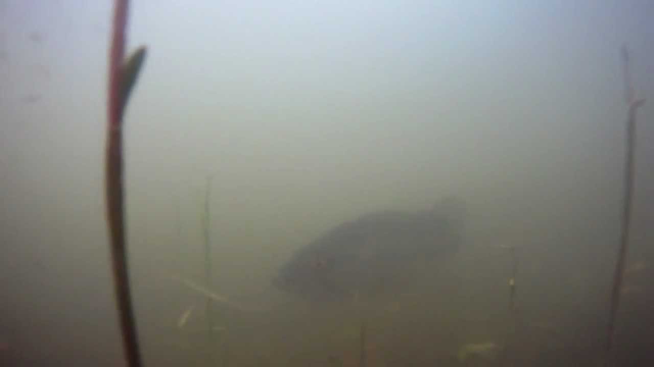Bass Spawning Strategy #51