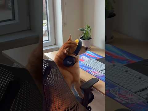 Cachorro se irrita após perder em joguinho online 😳
