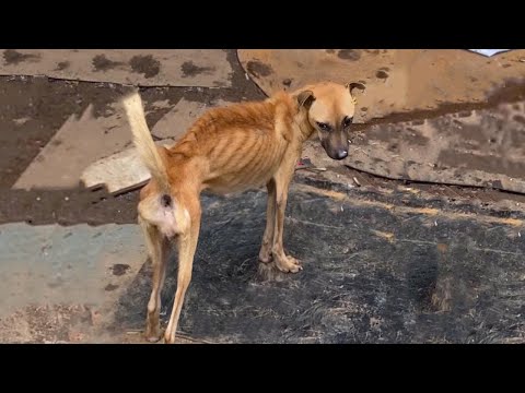 A short life of pain, lived by a dog who had an owne but never knew love, never felt care.
