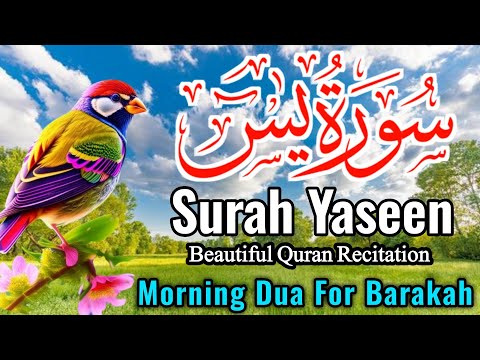 Surah Yasin (Yaseen) || سورہ یس 36 || Surah Yasin Full 7th Time || Morning Dua For Barakah || EP-027