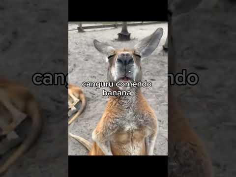 animais extremamente fofos 🐾❤️