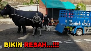 Sapi oleng...!!! Bikin semua supir truk panik #ceritarakyat 