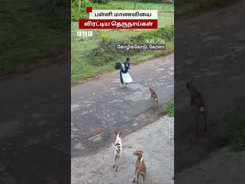 பள்ளிக்கு சென்ற மாணவி: துரத்திய தெருநாய்கள்