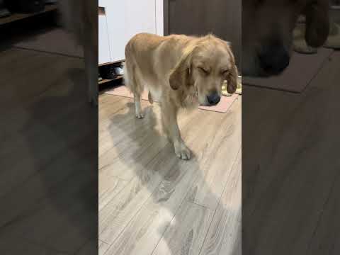 不问没事 一问就眯起来#鬼迷日眼的金毛 #动物的迷惑行为 #小金毛还有两幅面孔呢