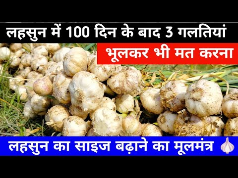 लहसुन में 100 दिन के बाद 3 गलतियां भूलकर भी मत करना / Garlic farming / Lahsun ki kheti