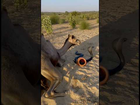 The camel broke the clay pot placed in front of it, and a cobra came out from inside.camel vs cobra
