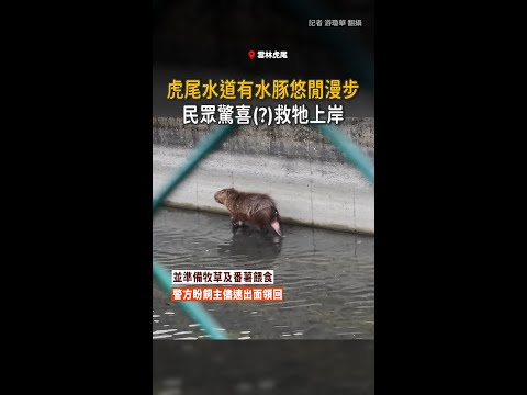 【民眾合力救援】水豚悠閒漫步虎尾水道「走水路不塞車」