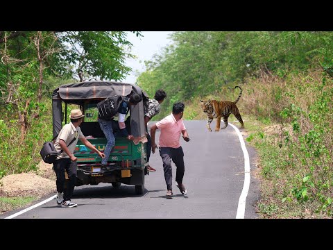 ROYAL BENGAL TIGER ATTACK | जंगल बाघ हमला | TIGER ATTACK STORIES..