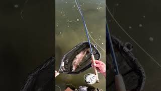 Big Trout Tiny Dry Fly gotta love it #flyfishing #dryfly #fishing #nature #trout #catchandrelease