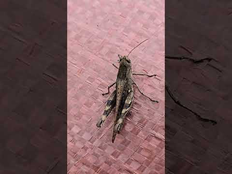 메뚜기  오랜만에 보네요------**