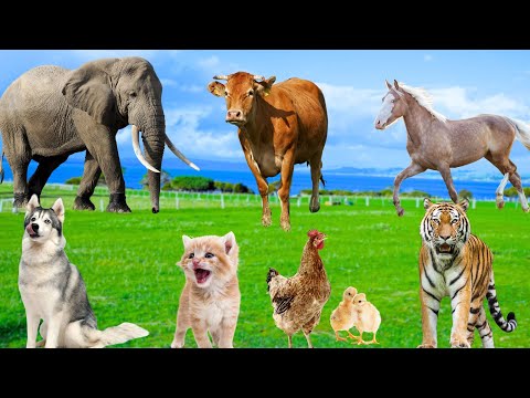 Animal Sound Collection - Tiger, Elephant, Cow, Dog, Chicken, Horse, Duck, Cat