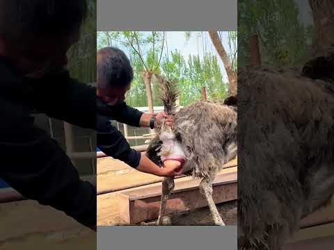 They Catch Eggs Before Crash😯