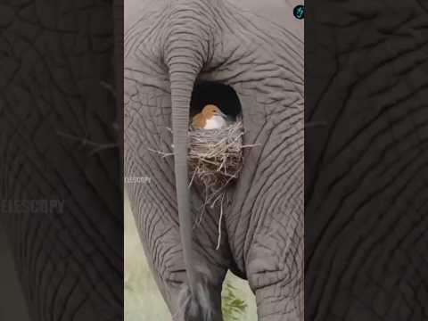 വിചിത്രമായ ചില പക്ഷികളുടെ കൂടുകൾ 😱